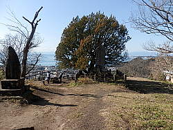 山頂を海に向かって、左に仙元の石碑、中央の木の場所にも碑がたっている