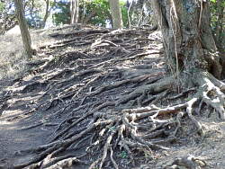根が露出した尾根筋
