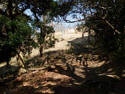 木のない明るい先が見え出す