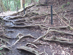 木の根道