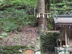 分かりづらいが 連理の杉