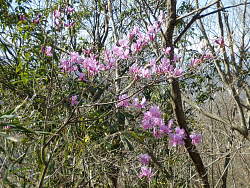 二株ばかりのミツバ躑躅