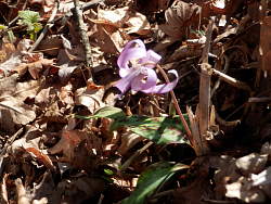 陽だまりにまだ少ないカタクリ
