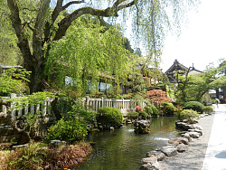 すっかり葉桜となったしだれ桜