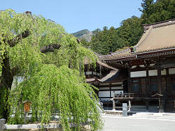 しだれ桜越しに見る仏殿