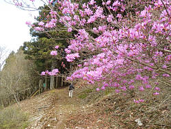 唯一咲き始めた躑躅 北展望台脇のミツバツツジ?