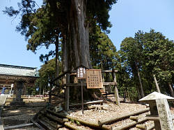 日蓮上人の御手植え杉の一本