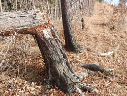 表面が炭化した樹木