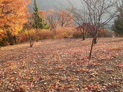 五所大神社の裏手に出る